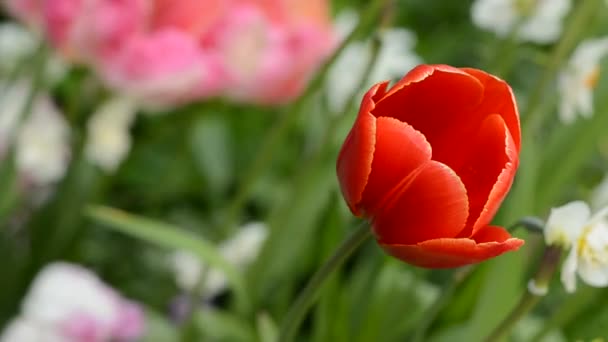 Quelques tulipes printanières 