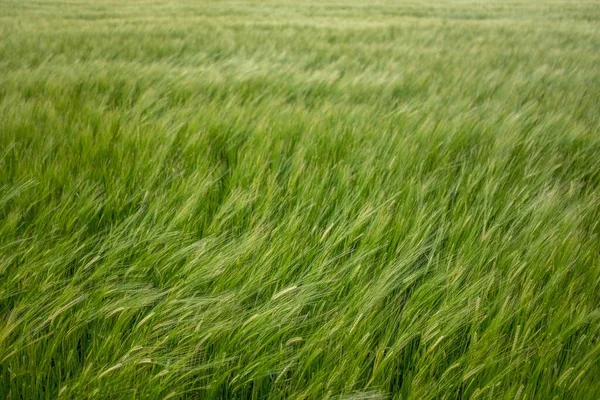 Background Wind Blowing Wheat Field — Stock Photo, Image