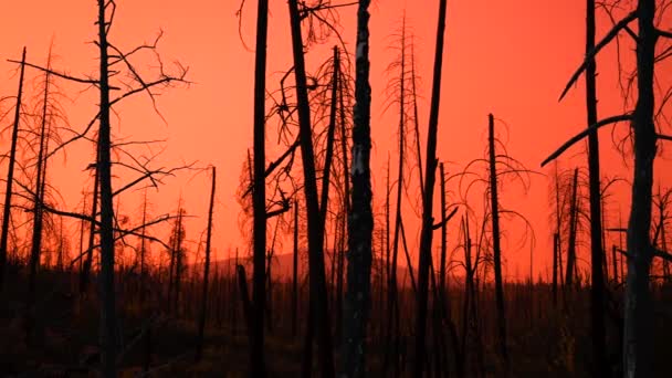 Caminhando Disparou Através Das Árvores Queimadas Uma Floresta Após Incêndio — Vídeo de Stock