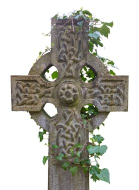 Ivy, beyaz bir arka planda izole edilmiş eski bir Kelt haçı mezar taşı etrafında büyüyor.