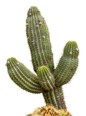 Dev Saguaro Kaktüs Ağacı, beyaz bir arka planda izole edilmiş.