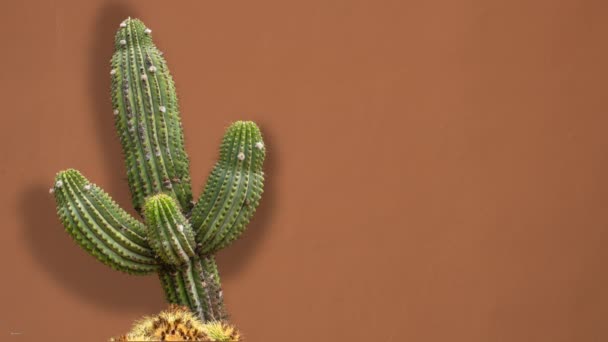 Lasso Tempo Gigantesco Cactus Del Deserto Mentre Sua Ombra Muove — Video Stock