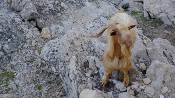 Long Haired Mountain Goat Majorca Looking Camera Copy Space — Stock Video