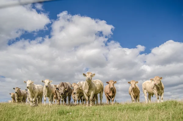 Rebanho de vacas rurais — Fotografia de Stock