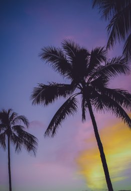 Mor gökyüzü vintage palmiye ağaçları Hawaii