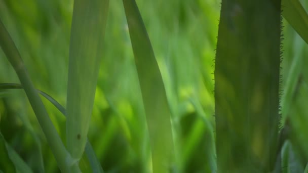 Весняної трави — стокове відео