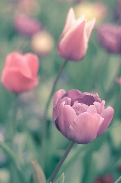 Retro Pastel Tulips — Stock Photo, Image