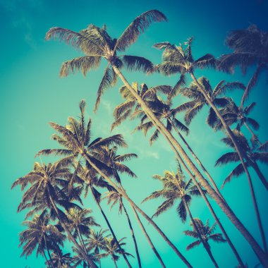 Retro çapraz palmiye ağaçları Hawaii