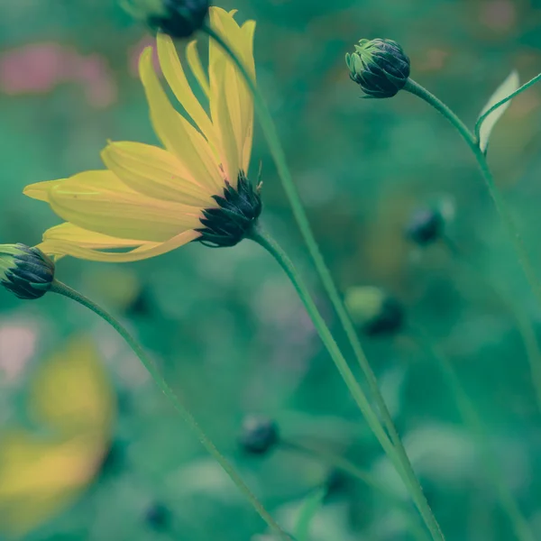 Retro Pastel Yellow Dag Wildflowers — стоковое фото