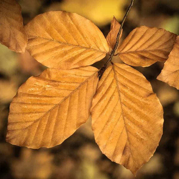 Nasses Herbstlaub — Stockfoto