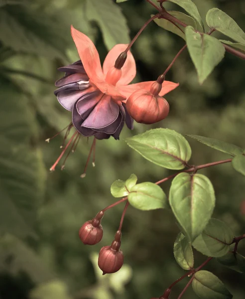 Style rétro Fuchsia au printemps — Photo