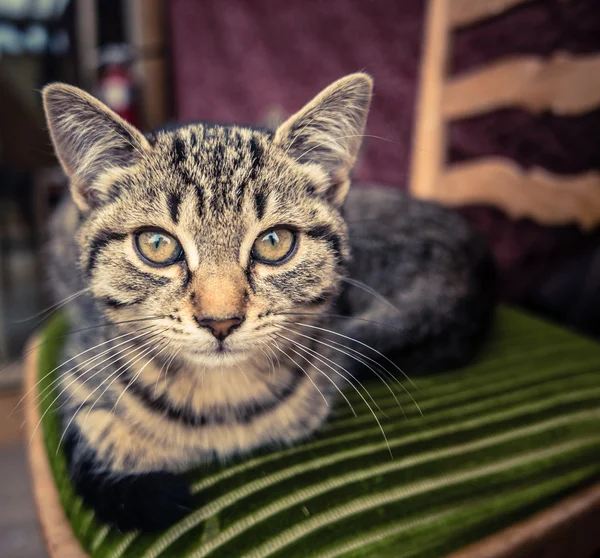 Gato de mesa — Fotografia de Stock