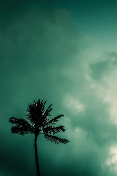 Ενιαία Palm κατά τροπικών ουρανό — Φωτογραφία Αρχείου