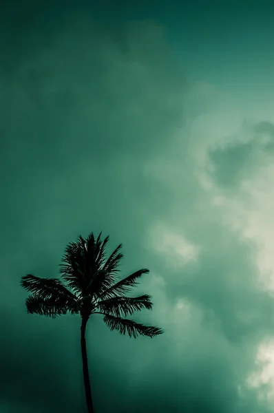 Einzelne Palme gegen tropischen Himmel — Stockfoto