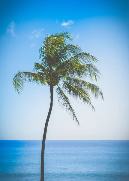 Одинокая пальма ретро на Гавайях — стоковое фото
