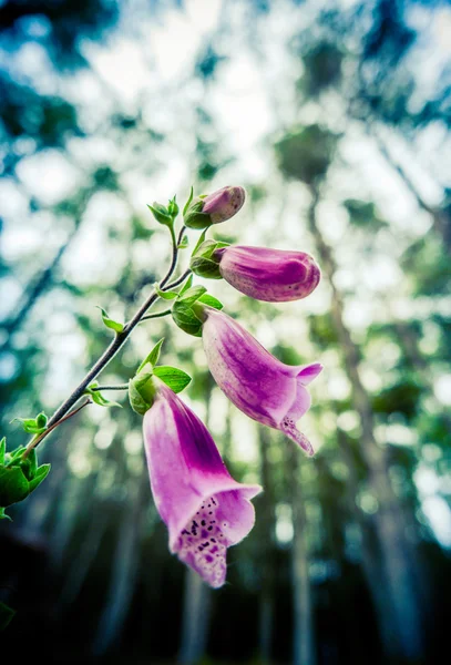 Skogen fingerborgsblomma blommor — Stockfoto