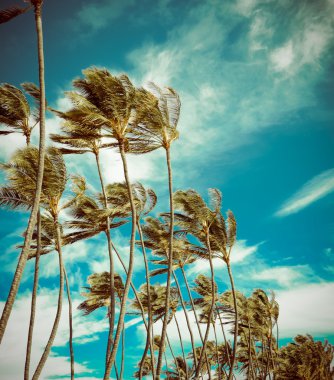 Retro Palm Trees In The Wind clipart
