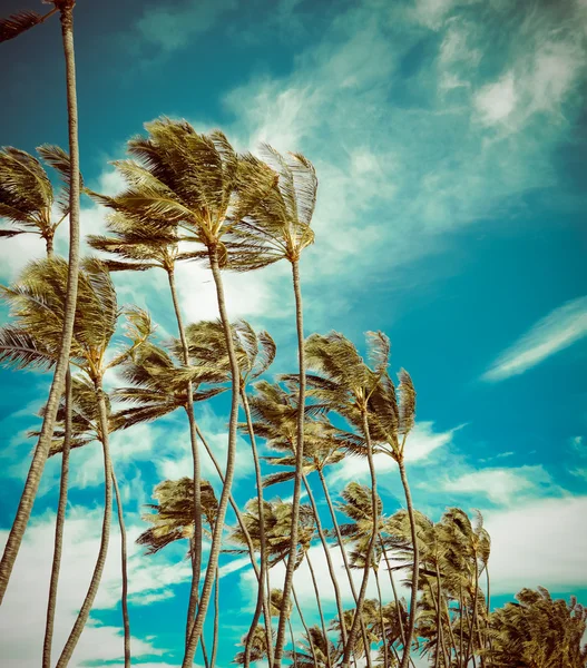 Retro palmiye ağaçları rüzgarda — Stok fotoğraf