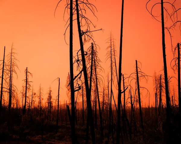 Danni da incendio nella foresta del tramonto rosso — Foto Stock