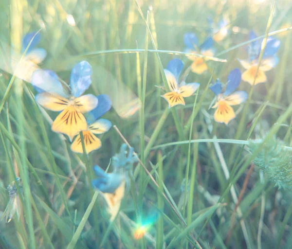 Pastell mjuk sommar vilda blommor — Stockfoto