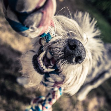 köpek halatla oynuyor.
