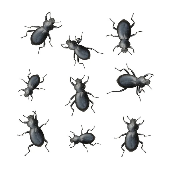 Some Black Beetles — Stock Photo, Image