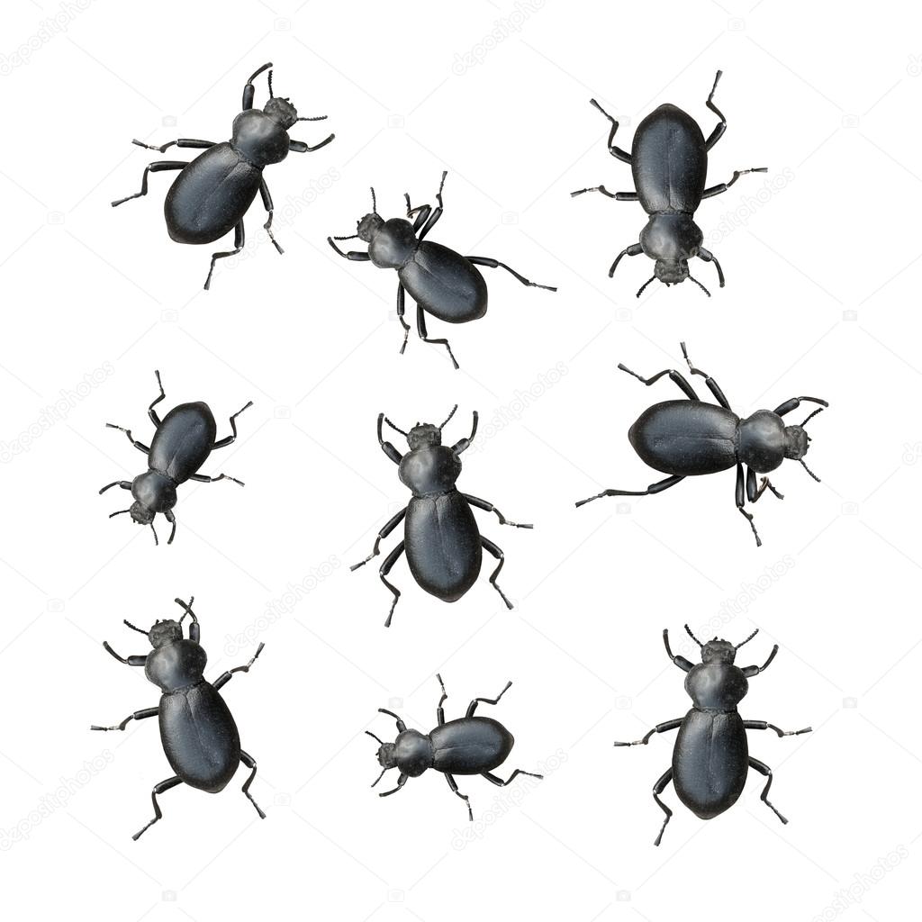 Some Black Beetles