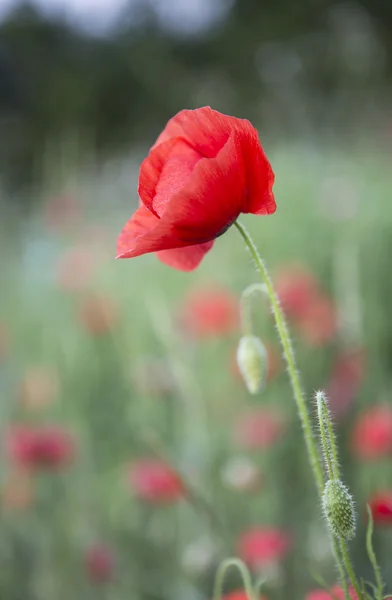 在字段中的红色 Poppys — 图库照片