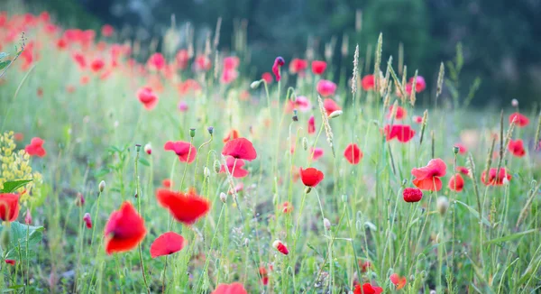 Wootton Bassett Poppys — Fotografia de Stock