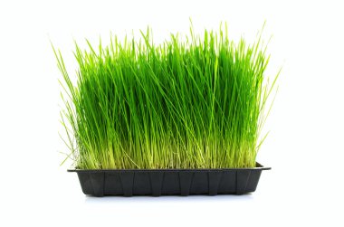 Homegrown buğday çimi besleyici tepsisi