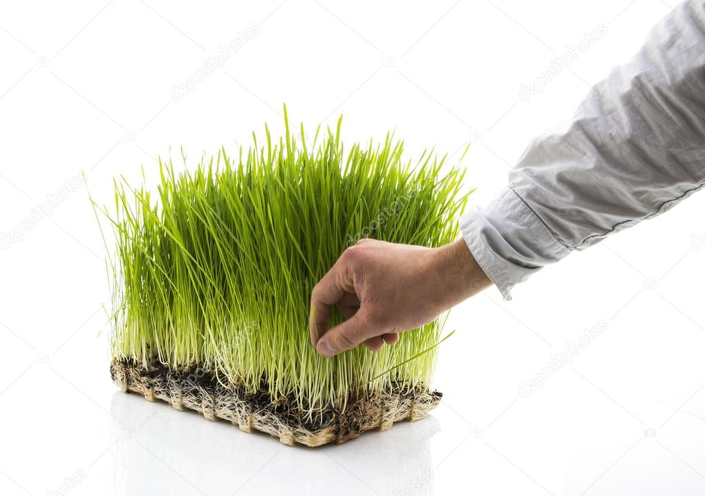 Man Picks Homegrown Wheatgrass