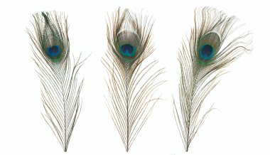 Tavus kuşu tüyü beyaz bir arkaplanda izole edilmiş