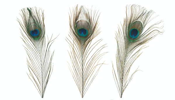 Peacock peří izolované na bílém pozadí — Stock fotografie