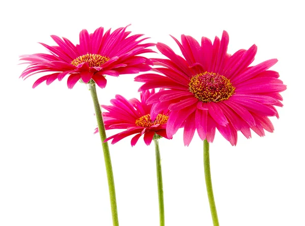 Drei rosa Gerbera-Blüten — Stockfoto