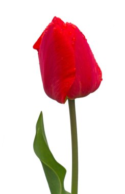 Beyaz arkaplanda kırmızı lale izole edildi