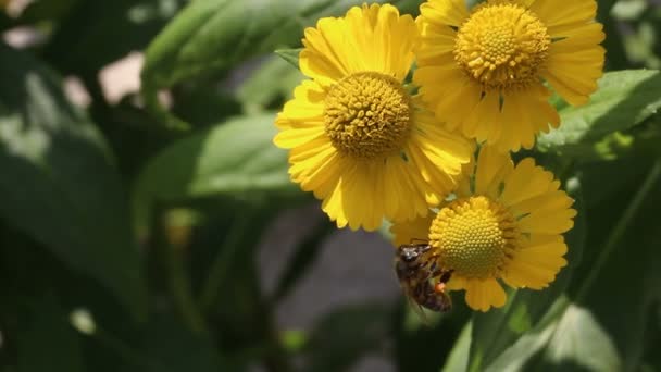 Abeja recogida de polen — Vídeo de stock