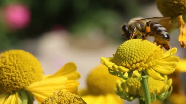 Abelha coletando pólen na macro flor — Vídeo de Stock