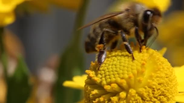 Bee collecting pollen on yellow flower — Stock Video