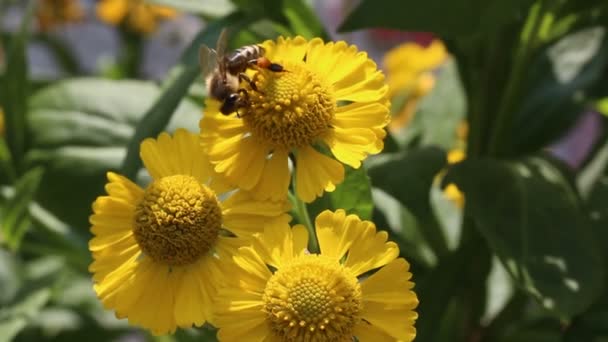 Bee collecting pollen in summer — Stock Video