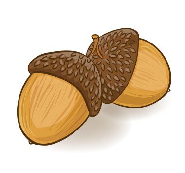Beyaz meşe palamutları karikatür. vektör çizim