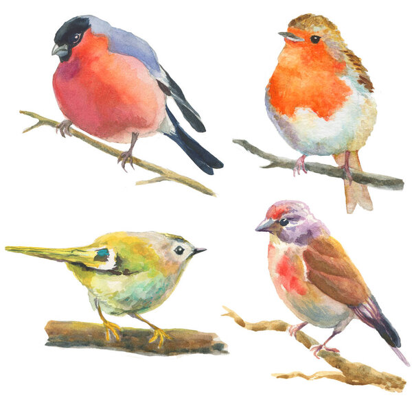 set of watercolor birds isolated on white. bullfinch, robin, other small birds sitting on twigs hand drawn illustration