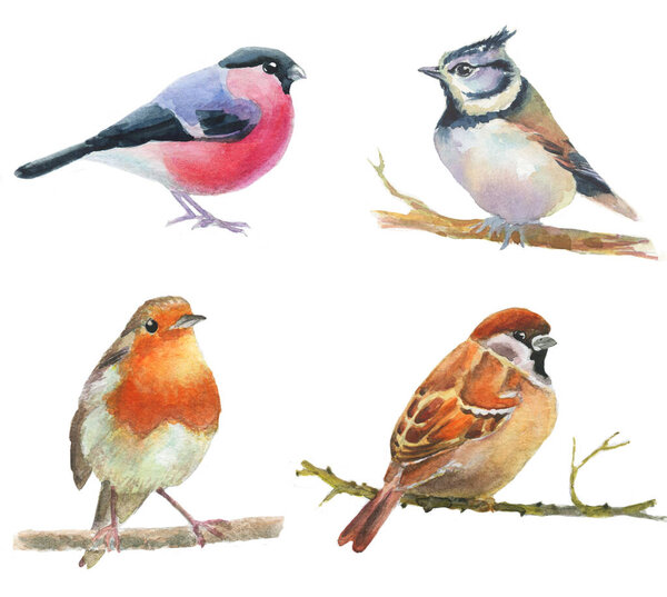 set of watercolor drawing birds, robin, bullfinch, titmouse,  sparrow  at white background, hand drawn