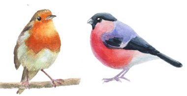 Robin ve Bull ispinozu suluboya elle çizilmiş.