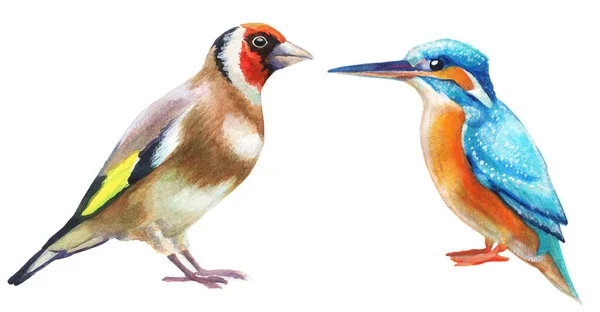 Set Van Aquarel Vogeltjes Ijsvogel Goudvink Met Hand Getekend Illustratie — Stockfoto