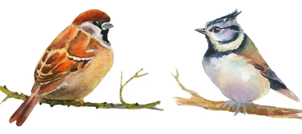 Ensemble Oiseaux Dessin Aquarelle Mésange Moineau Sur Fond Blanc Dessiné — Photo