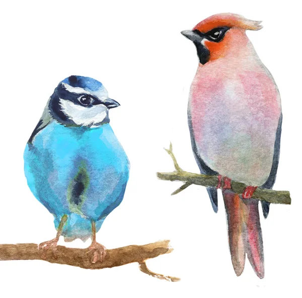 Jeu Deux Petits Oiseaux Aquarelle Illustration Dessinée Main — Photo