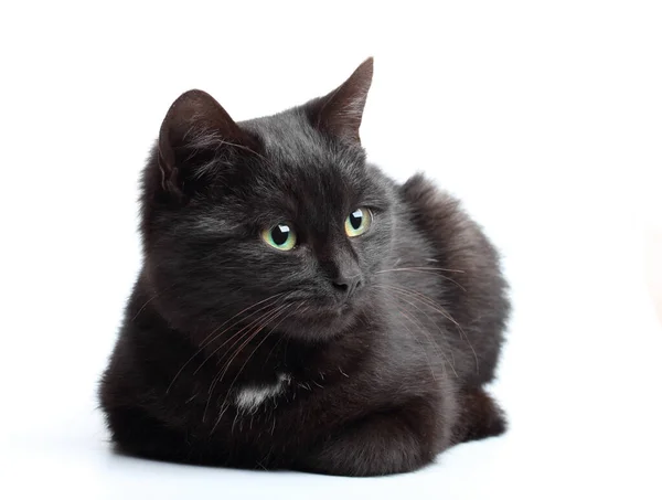 Маленький Чорний Кіт Сидить Білому Тлі — стокове фото