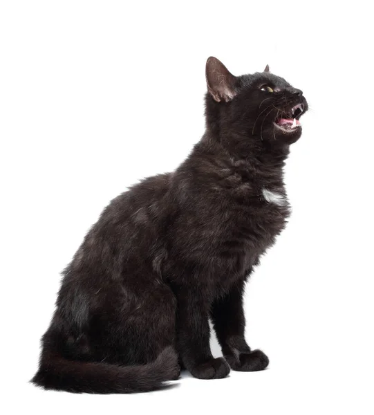 Young Angry Black Cat White Background Open Mouth Teeths — Stock Photo, Image