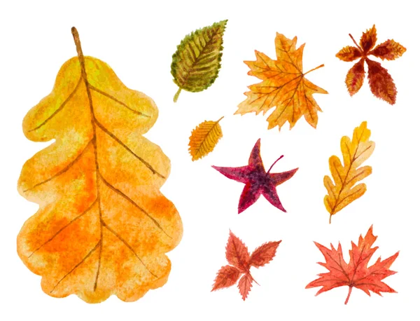 Set of autumn leaves. vector watercolor illustration — Stock Vector