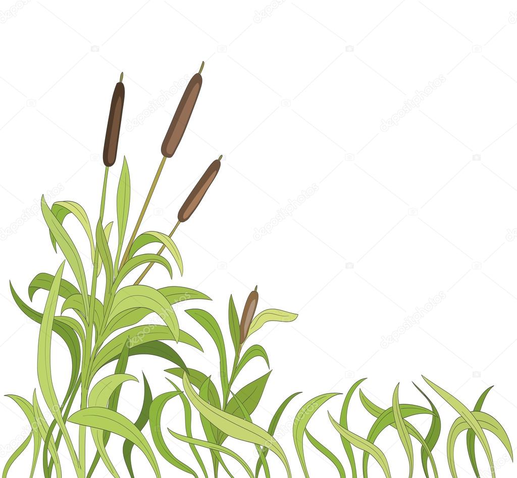 cartoon reeds background. vector
